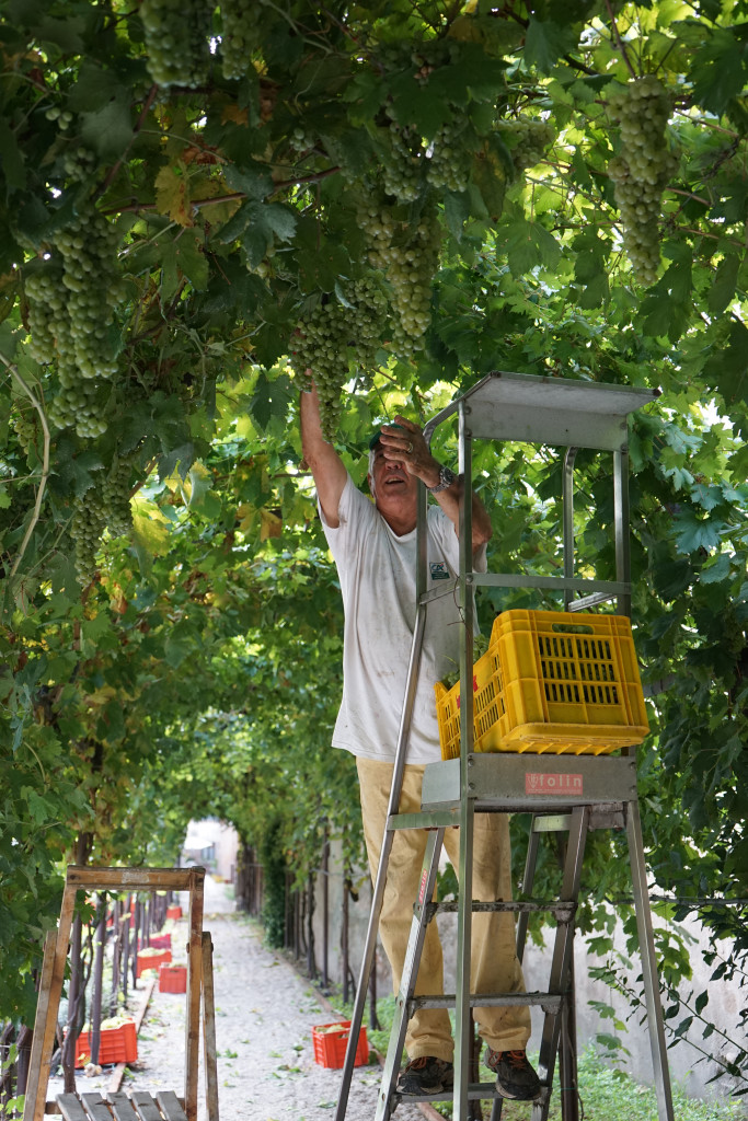 VENDEMMIA 2018_10